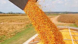 Exportan 34% menos de maíz en el primer trimestre - La Tribuna