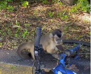 Por culpa de inadaptados, buscan reubicar al mono de Parque Guasu