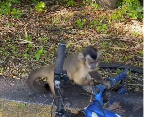 Por culpa de inadaptados, buscan reubicar al mono de Parque Guasu