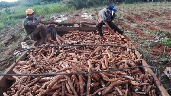 Boom de mandioca dispara producción de almidón en Itapúa