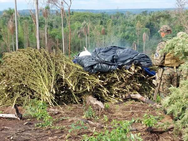 Destruyen grandes extensiones de cultivo de marihuana en Canindeyú - Nacionales - ABC Color