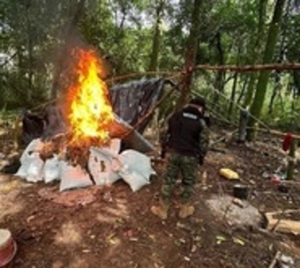 Destruyen más de 100 toneladas de marihuana - Paraguay.com