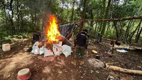 Destruyen más de una tonelada de marihuana a través de operativo Arambé II