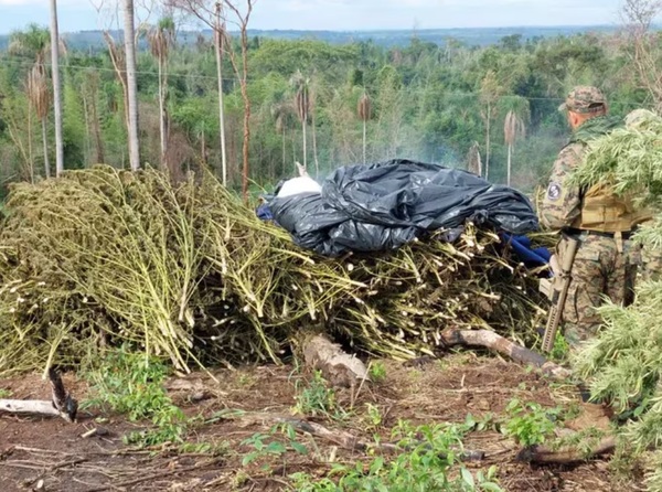 Masiva operación antinarcóticos destruye decenas de hectáreas de cultivos de marihuana en Canindeyú