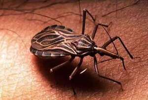 ¡Cuidado con el Mal de Chagas! - Estilo de vida - ABC Color