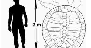 Diario HOY | Descubren fósiles de tortuga gigante de 57 millones de años en Colombia