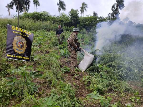 Eliminan más de 15 toneladas de marihuana en Bella Vista Norte - .::Agencia IP::.