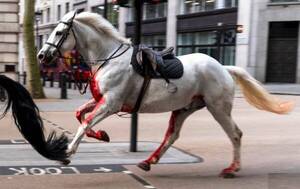 [VIDEO] Un “ataque” de “caballos locos” sembró temor a Londres: hirieron a soldados y algunas personas