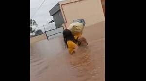 [VIDEO] Tommy, el perro que cuidó a su familia en medio de las inundaciones
