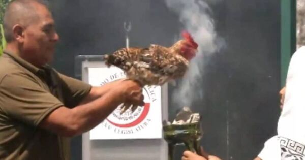 La Nación / Polémica: sacrificaron una gallina en el Senado mexicano para el dios de la lluvia