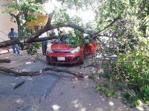 Árbol cayó sobre automóvil en pleno centro de Asunción - Nacionales - ABC Color