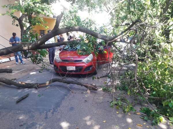 Árbol cayó sobre automóvil en pleno centro de Asunción - Nacionales - ABC Color