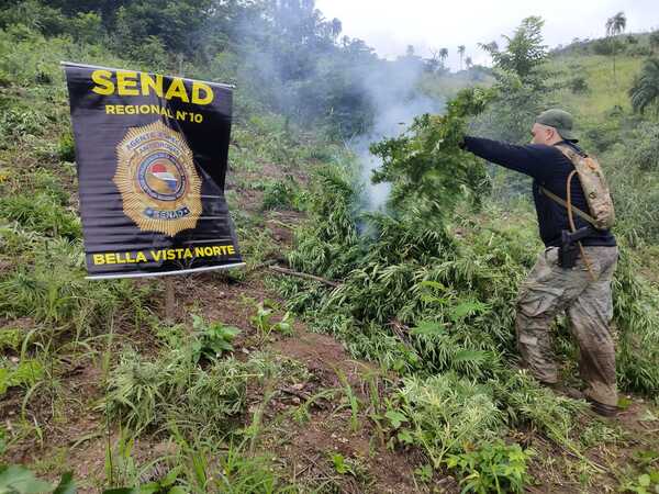 SENAD ejecuta operativo en Bella Vista Norte y destruye 15 toneladas de droga - Oasis FM 94.3