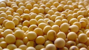 Campa帽a agr铆cola 2023/2024 culminar铆a con m谩s de 9 millones de toneladas de soja - Revista PLUS