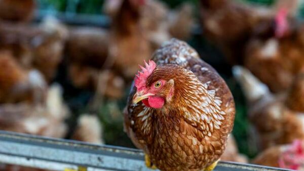 Sacrificaron gallina en el Senado de México