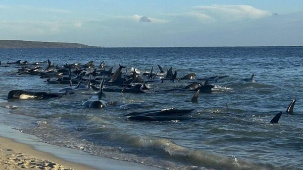 Más de 100 ballenas quedaron varadas en una playa de Australia