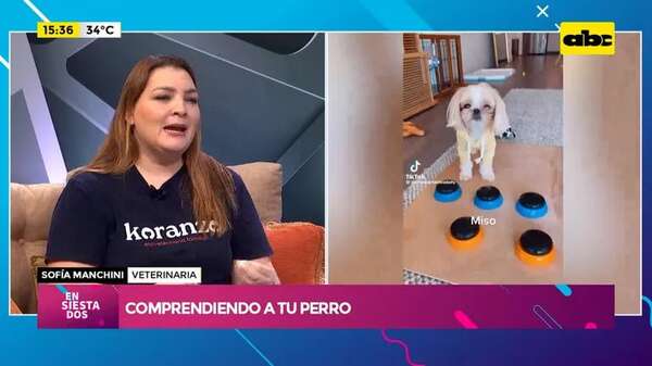 Video: ¿Cómo comprendemos a nuestros perros? - Ensiestados - ABC Color