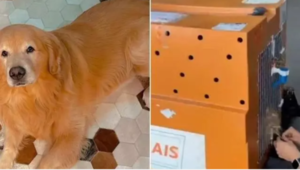 Brasil consternado: Joca, el golden retriever que murió por error en un avión