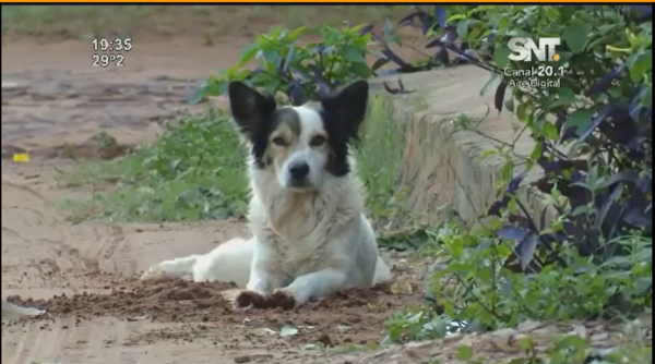 Vecinos piden que alguien rescate al animal - SNT