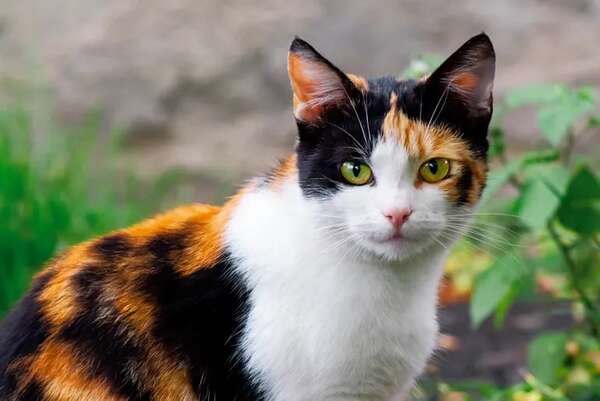 Los secretos detrás de los gatos calicó: más allá de una simple coloración - Mascotas - ABC Color