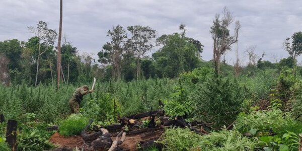 Operativo Arambe II: concretan pérdidas de cerca de US$ 3 millones a narcotraficantes