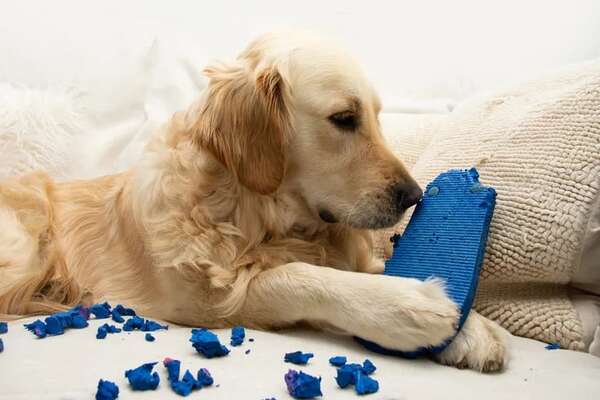 Cómo lograr que tu perro deje de comerse tus zapatos - Mascotas - ABC Color