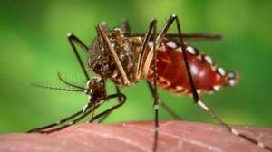 Descenso en notificaciones de dengue, pero la alerta permanece - ADN Digital