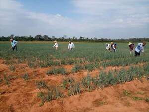 Pequeños productores repudian avance de negociaciones con la UE e implementación de norma N° 1115 - Nacionales - ABC Color