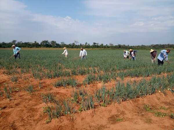 Pequeños productores repudian avance de negociaciones con la UE e implementación de norma N° 1115 - Nacionales - ABC Color