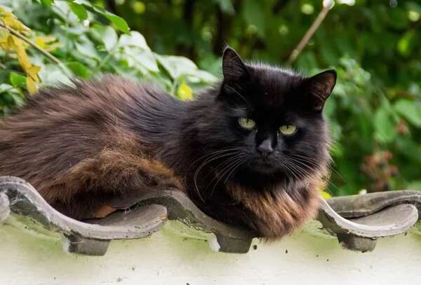 Mascotas: ¿Qué es la diabetes mellitus en gatos? - Mascotas - ABC Color