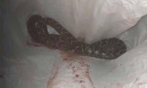 Anciano se encuentra en estado grave luego de ser modido por una yarará en Alto Paraná – Prensa 5