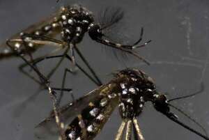 Brasil supera los cuatro millones de casos de dengue este año - Mundo - ABC Color