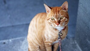 Una gata viajó cientos de kilómetros hasta un almacén de Amazon en EEUU