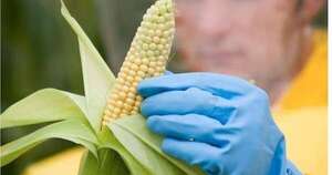 La Nación / Agricultura sigue incidiendo en la convergencia de precios al productor