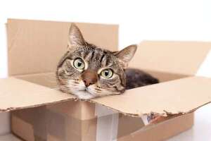 Los dueños de una gata la metieron en una caja por error y la enviaron a mil kilómetros de distancia - Mascotas - ABC Color