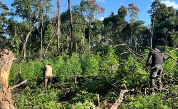 Desmantelan campamento y eliminan 9 toneladas de droga en Ñacunday