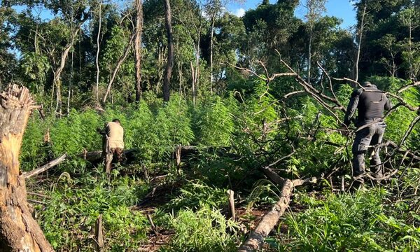 SENAD desmantela campamento y elimina 9 toneladas de droga en Ñacunday, Alto Paraná