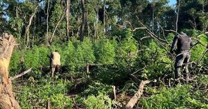 Diario HOY | Destruyen 9 toneladas de marihuana y campamento narco en Ñacunday