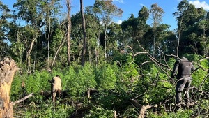 Destruyen cultivos de marihuana en Alto Paraná - Noticias Paraguay