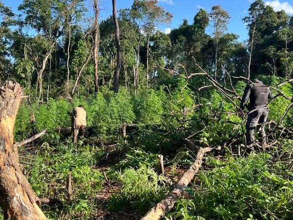 Golpe al narcotráfico: Destruyen 9 toneladas de marihuana y anulan campamento en Ñacunday - ADN Digital