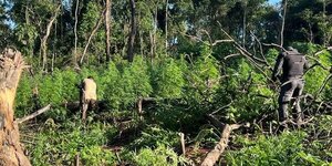 Destruyen 9 toneladas de marihuana y campamento narco en Ñacunday