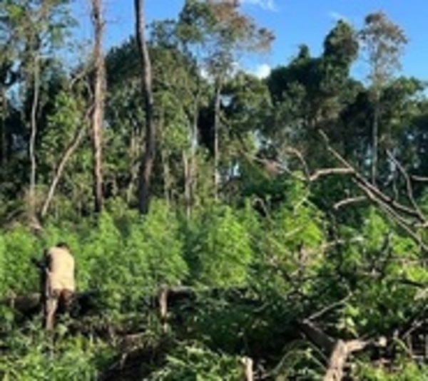 Destruyen cultivos de marihuana en Alto Paraná - Paraguay.com