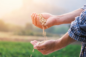 Disponibilidad, progreso de la siembra y creciente demanda, factores determinan los precios de commodities agrícolas - MarketData