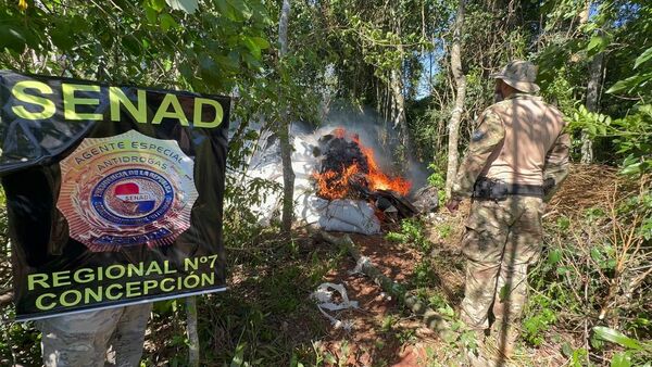 SENAD Desmantela Plantación de marihuana en Yby Ya’u