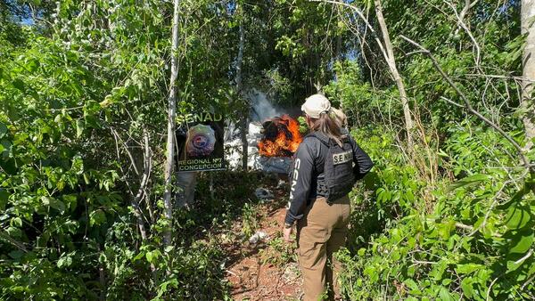 Operativo de la SENAD en Pasiño: Decomisan y Destruyen 4.550 Kilogramos de Marihuana