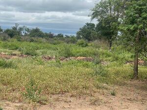 Piden arresto domiciliario de imputados por deforestar más de 450 hectáreas en Boquerón - ADN Digital