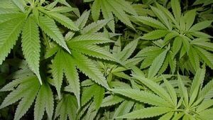EEUU clasificaría a la marihuana como una droga menos peligrosa