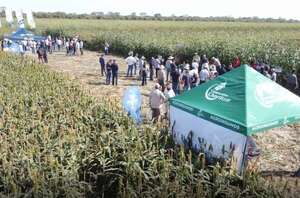 Variedades e híbridos de sorgo se presentaron en el Chaco - Economía - ABC Color