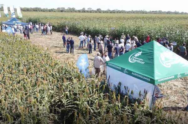 Variedades e híbridos de sorgo se presentaron en el Chaco - Economía - ABC Color