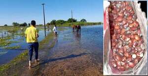Sancionan emergencia por inundaciones en Ñeembucú - Política - ABC Color